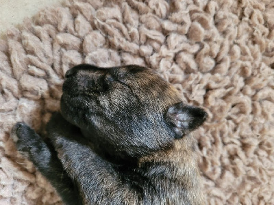 CHIOT 2