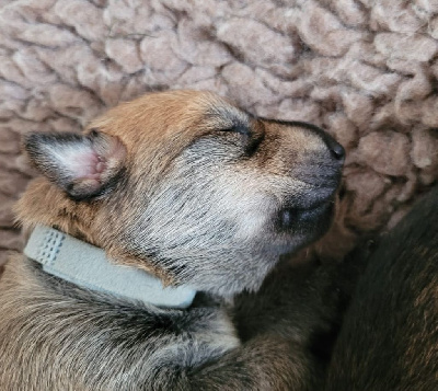 CHIOT 4