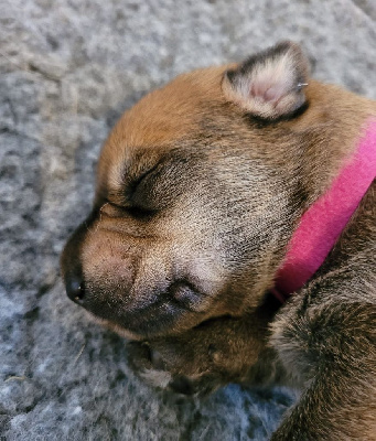 Collier rose