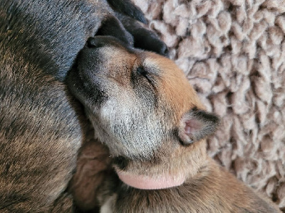 CHIOT 3